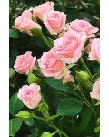 Роза чайно-гибридная спрей Лидия светло-розовая | Троянда чайно-гібридна спрей Лідія світло-рожева | Hybrid tea rose spray Lydia light pink